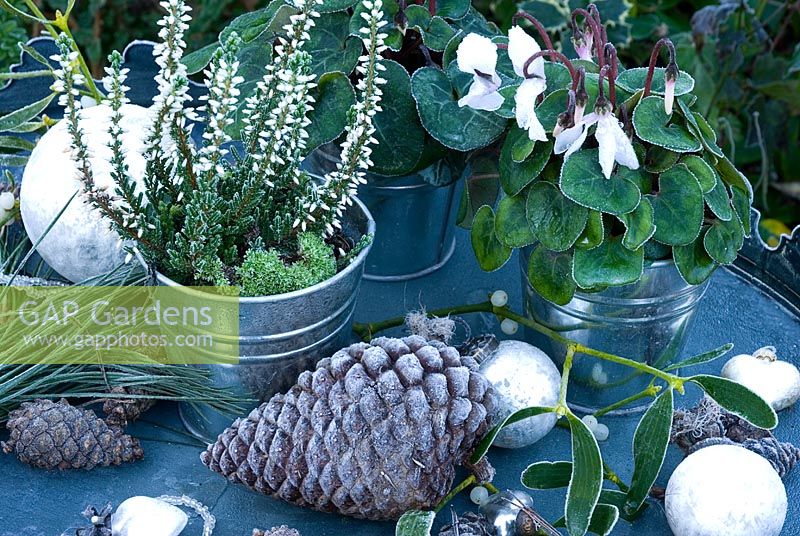 Erica blanc givré et Cyclamen dans des pots avec du feuillage de pin, des cônes et des boules d'argent