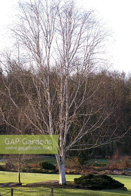 Betula platyphylla 'Whitespire Senior' à RHS Garden Harlow Carr, Yorkshire