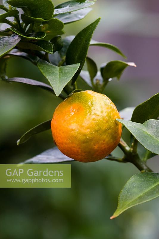 Citrus aurantium - Orange de Séville