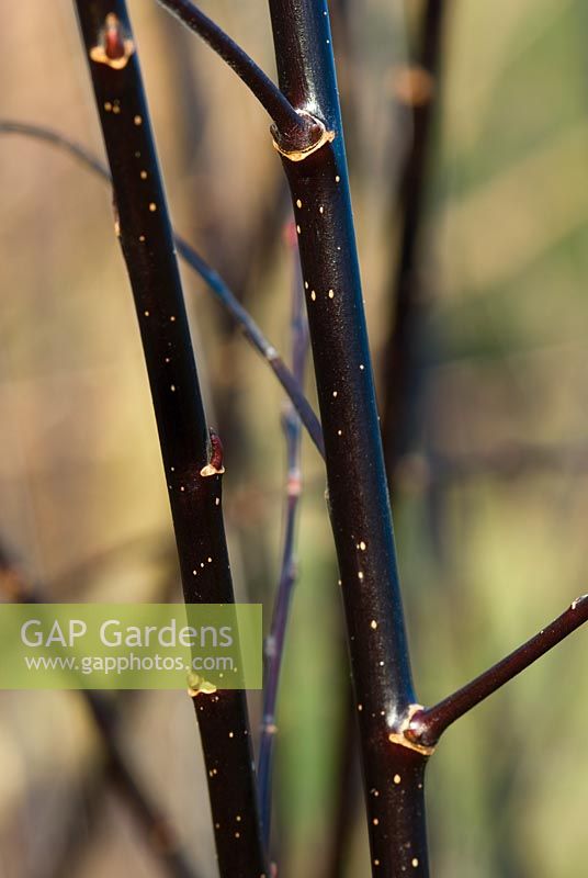Salix gracilistyla 'Melanostachys' tiges en hiver