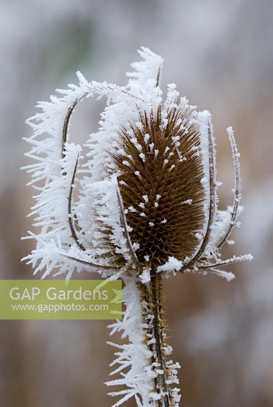 Dipsacus fullonum - Cardère avec gelée blanche