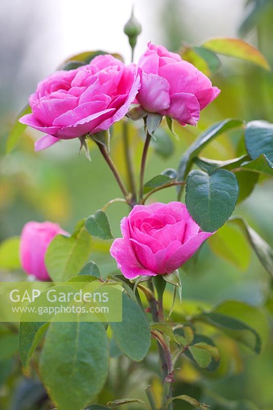 Rosa 'Constance Spry' - Rose anglaise de thé et rose Floribunda