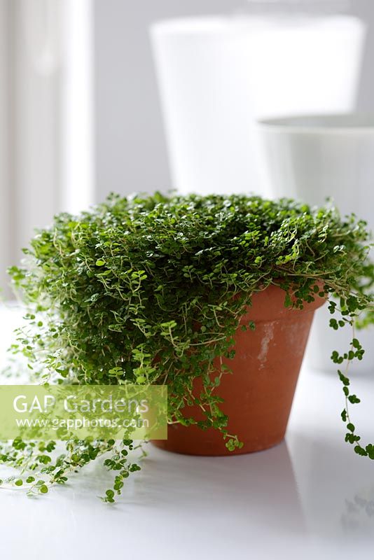 Soleirolia soleirolii - Occupez-vous de votre propre entreprise, utilisée comme plante en pot dans une véranda