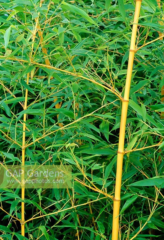Phylostachys bambusoides 'Allgold'