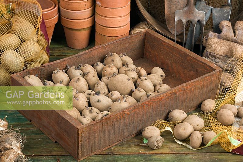 Boîte de pommes de terre en morceaux 'Home Guard' - Les pommes de terre de semence placées dans un environnement lumineux encouragent de bonnes pousses fortes avant la plantation au printemps