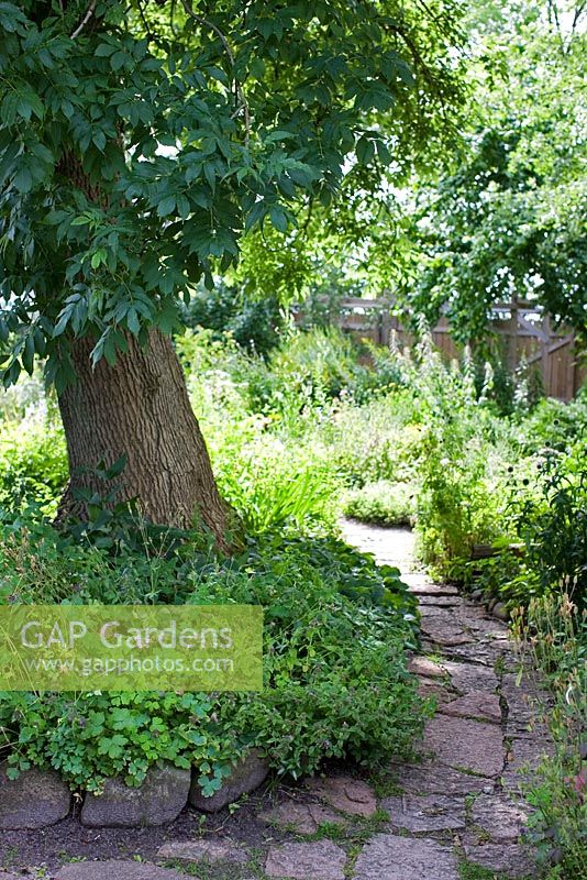 Dalles de pierre utilisées pour faire un chemin menant à travers un jardin d'herbes avec Aquilegia, Echinops et noyer Mentha - Tirups Herb Garden