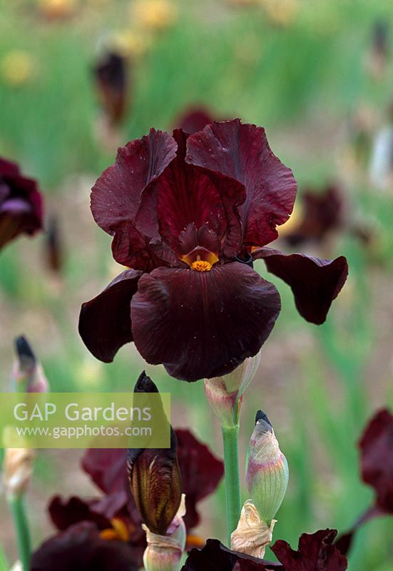 Iris 'Caliente' - Iris barbu grand
