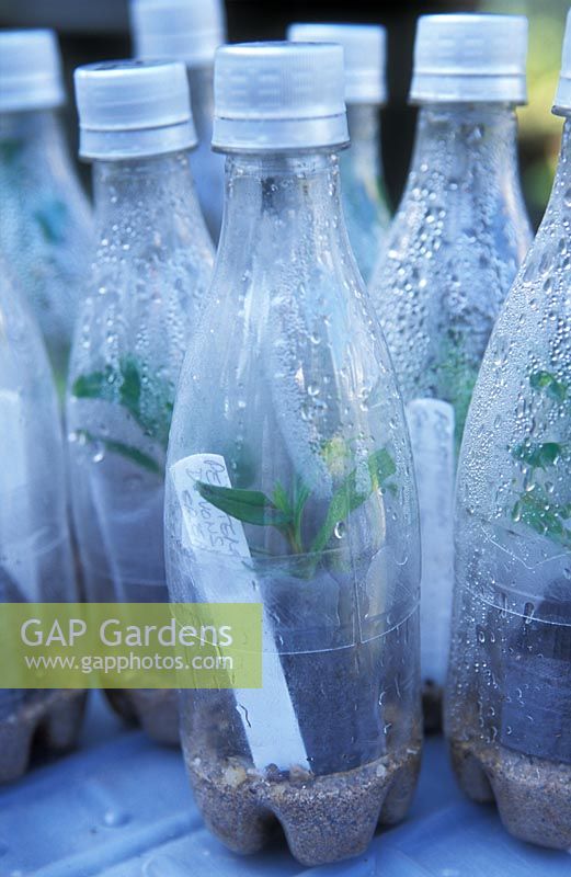 Jeunes plantes penstemon dans des propagateurs de bouteilles en plastique