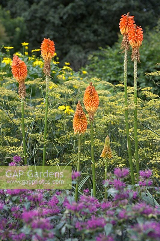 Kniphofia uvaria 'Nobilis', Monarda 'Prarienacht' et Foeniculum vulgare - New Square Garden, RHS Rosemoor