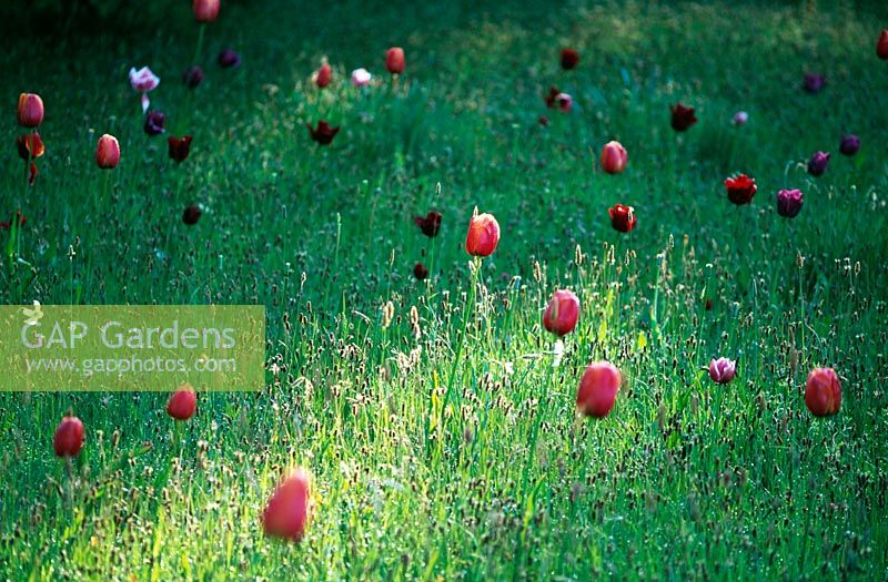 'Boticelli 'prairie parsemée de tulipes et de narcisses à oeil de faisan