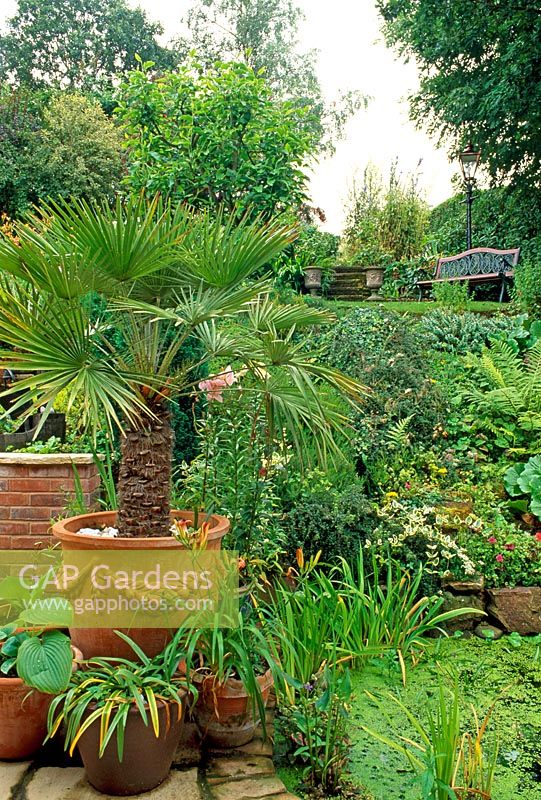 Vue sur jardin avec Chamaerops humilis en pot et pelouse au niveau suivant de terrasse - 28A Braces Lane, Bromsgrove, Worcestershire