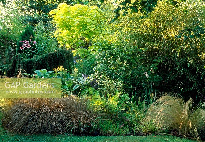 Les herbes entourent l'étang et le jardin des tourbières, y compris Carex comans 'Bronze', Carex morrowii 'Fisher's Form', Stipa tenuissima et Hostas