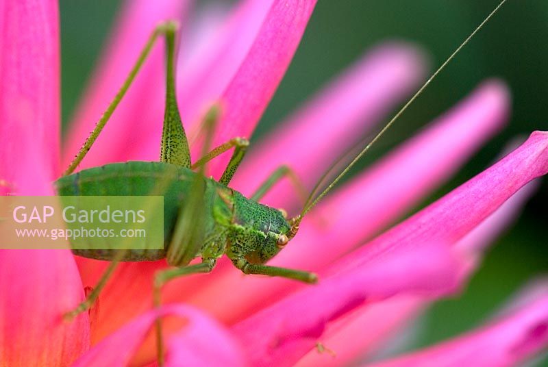 Bush Cricket on Dahlia