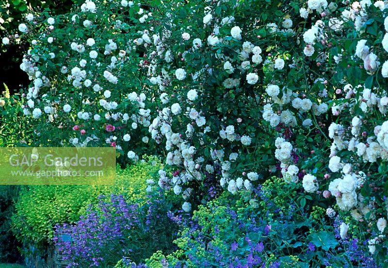 Rosa française 'Felicite Perpetue' sous planté de Nepeta et Alchemilla mollis - Tipton Lodge, Devon, UK