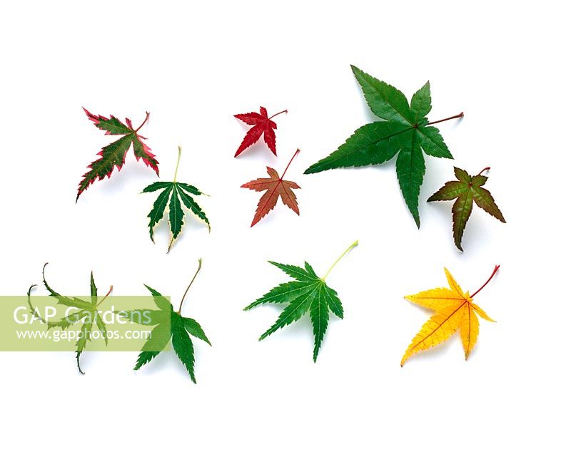Acers - Sens horaire - atropurpureum 'Butterfly', 'Beni-hime', 'Chishio', heptalobum 'Winter Flame', atropurpureum 'Coonara Pygmy' et heptalobum 'Kama'
