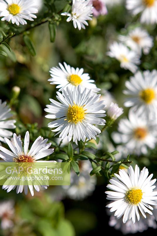 Aster 'White Climax'