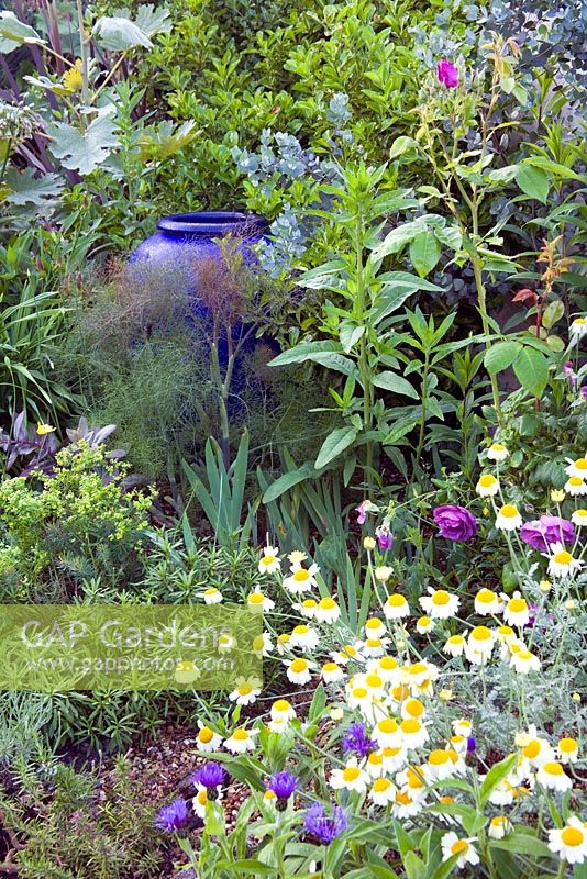 Rosa 'Rhapsody in Blue', Centaurea hypoleuca 'John Coutts', Sedum 'Purple Emperor', Foeniculum vulgare 'Purpureum' et Eucalyptus gunnii