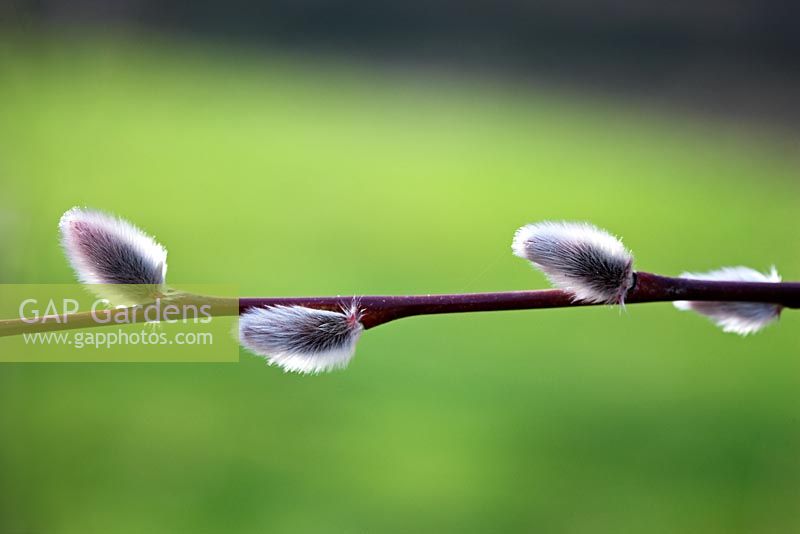 Salix acutifolia 'Blue Streak' - chatons