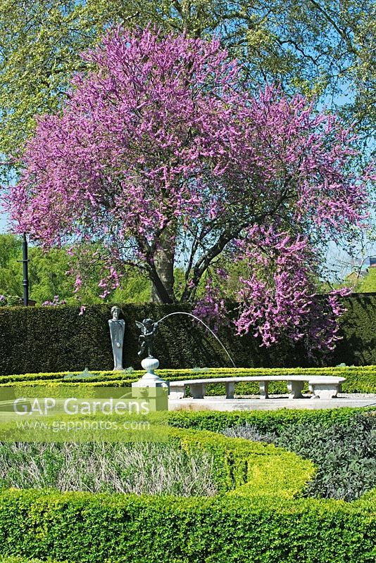 Jardin de la Reine à Kew montrant Cercis siliquastrum - Judas Tree in blossom