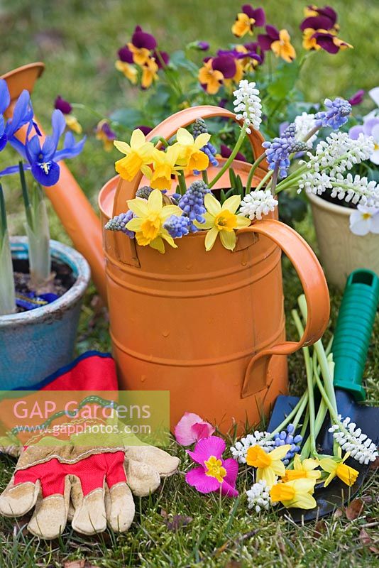 Narcisse 'Tete-A-Tete' avec Muscari blanc et bleu dans un arrosoir pour enfant, Primula Iris reticulata et Altos en pots à côté de gants de jardin et truelle