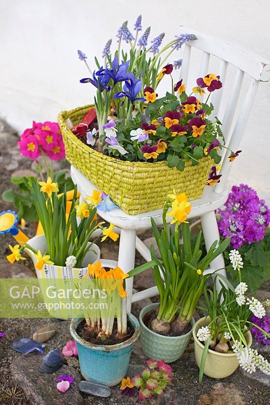 Fleurs de printemps poussant dans des pots sur et à côté de la vieille chaise d'enfant en bois - Narcisse 'Tete-A-Tete', Muscari blanc et bleu, Primula, Iris reticulata, Altos et Crocus
