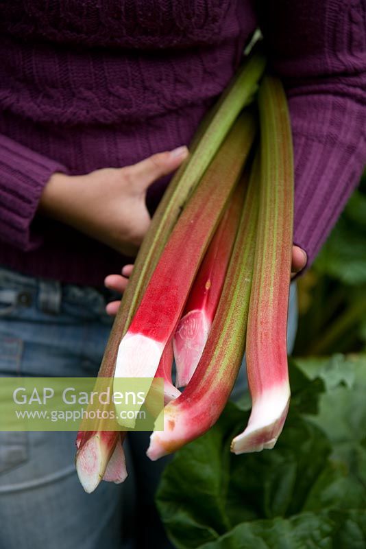Femme avec une poignée de rhubarbe récoltée 'Timperly Early'