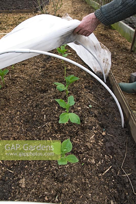 Protéger les jeunes plants de haricots larges au début du printemps avec le tunnel de cloche en molleton de jardin