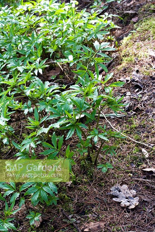 Cardamine bulbifera en mars - Plante couvre-sol envahissante