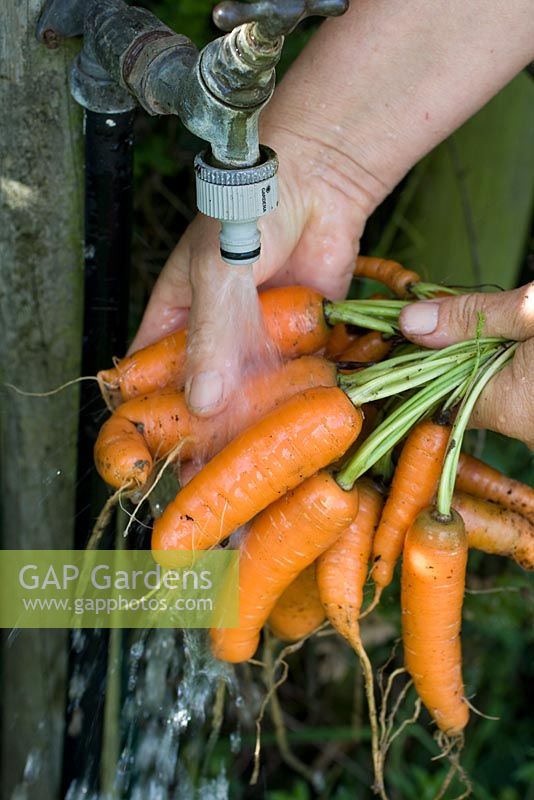 Lavage des carottes récoltées issues de pots à plusieurs épaisseurs