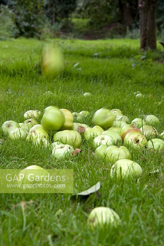 Collecte des pommes tombées au hasard