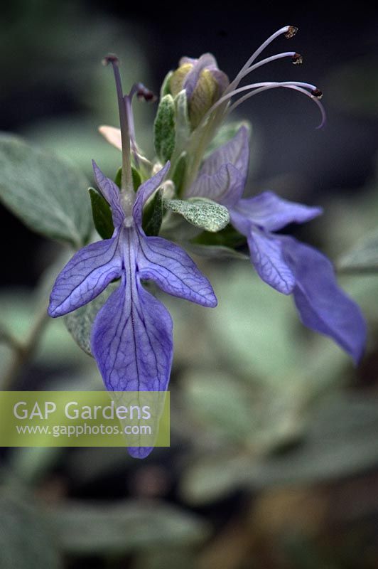 Teucrium fruiticans - Germandre argentée