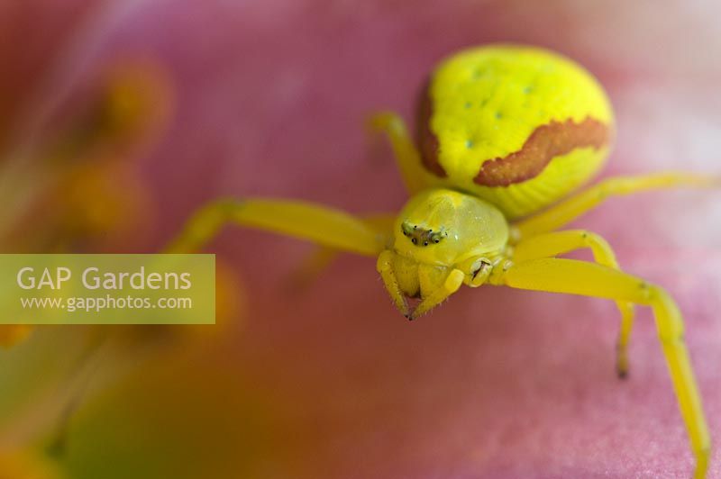 Misumena vatia - Araignée crabe verge d'or sur une fleur d'hémérocalle