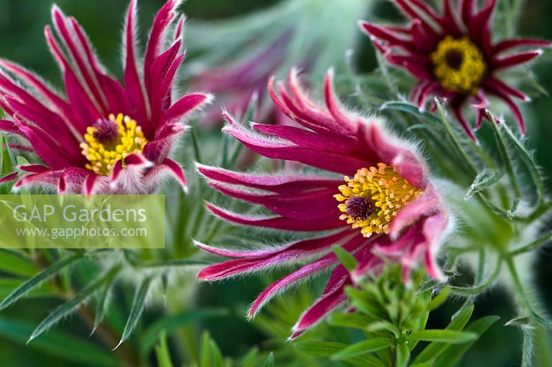 Anémone pulsatilla - Pasqueflower, Pulsatilla vulgaris