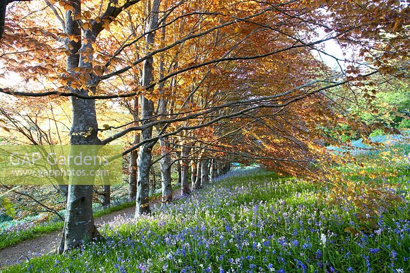 Fagus sylvatica Atropurpurea - Allée de hêtres cuivrés et jacinthes. Matin de printemps à Cloudehill Gardens, Olinda, Victoria, Australie. Jardin de style artisanal, détenu et créé par Jeremy Francis.