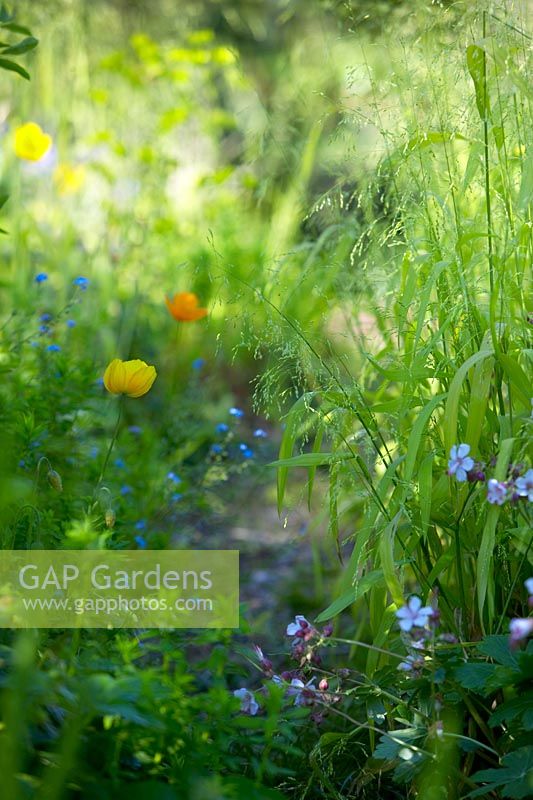 Chemin de jardin de printemps avec Myosite, Tulipa, Meconopsis cambrica et herbes