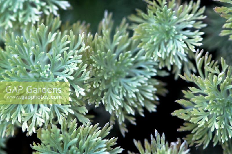 Artemisia schmidtiana 'Monticule d'Argent'