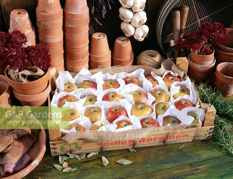 Pommes stockées dans un plateau en bois - Les fruits sont emballés individuellement dans du papier pour éviter de se gâter