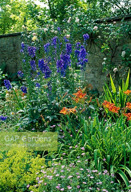 Iris pseudacorus, Campanula et Geranium endressii - Le jardin Cooper