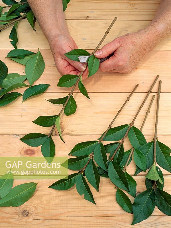 Prendre des boutures de bois dur - préparer des boutures de semi-persistant sp Ligustrum, en enlevant les feuilles inférieures