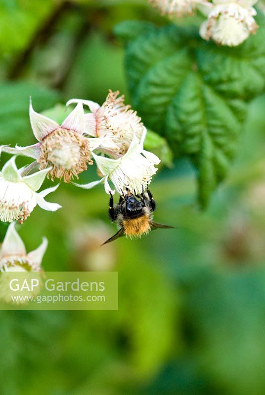 Rubus idaeus - Fleur et fruit précoce d'une framboise avec une abeille fin mai