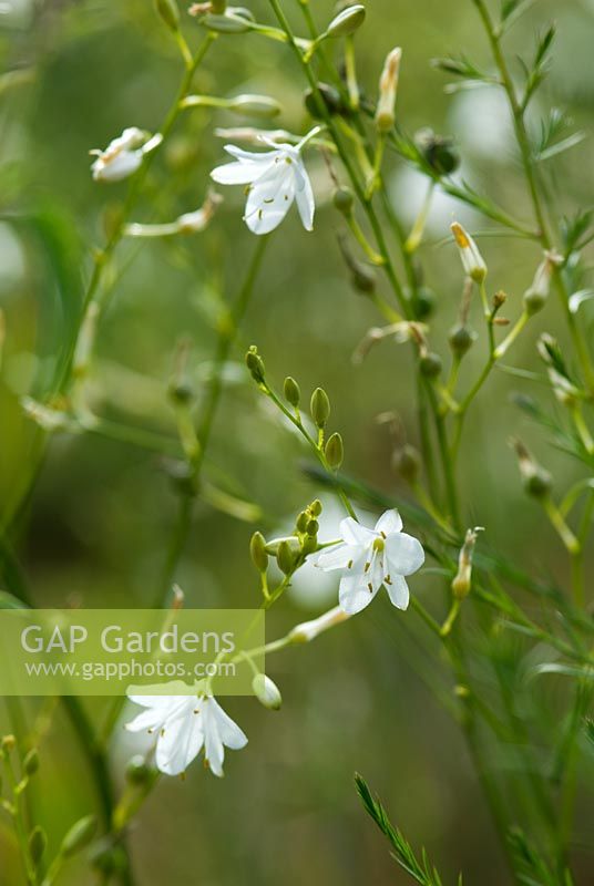 Anthericum ramosum - Lys de Saint-Bernard