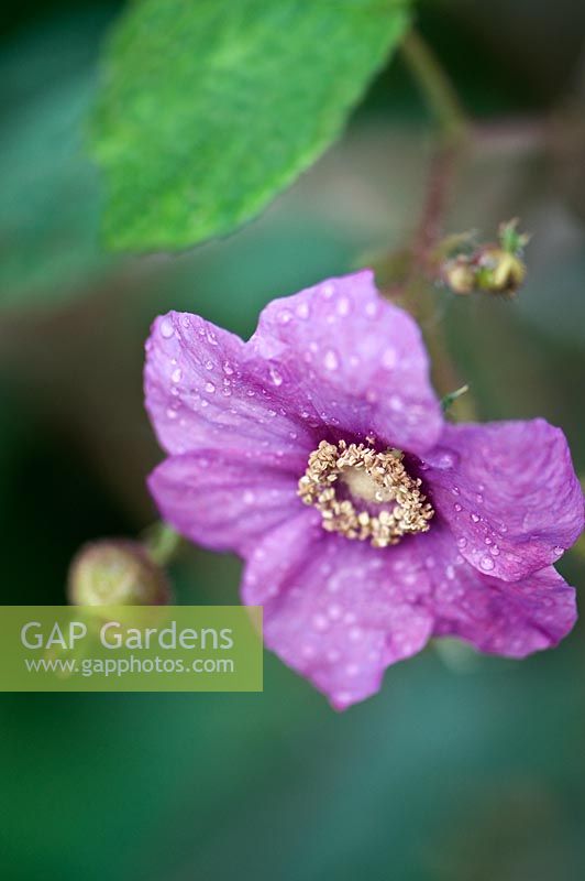 Rubus odoratus - Framboise sauvage