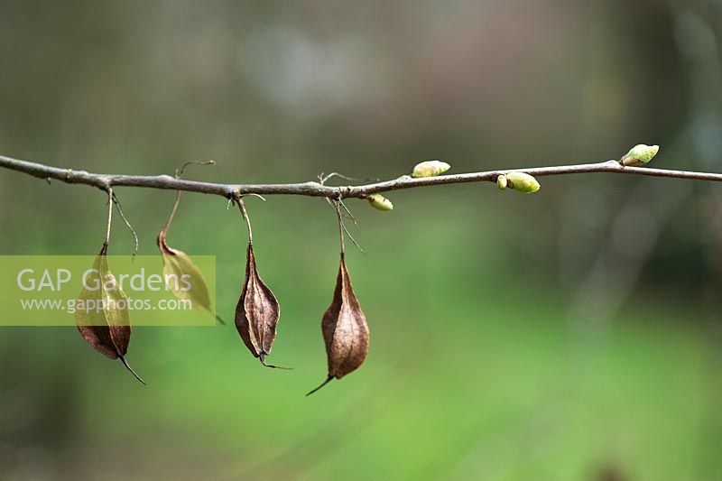 Halesia monticola - Gousses et nouveaux bourgeons de Mountain Silverbell