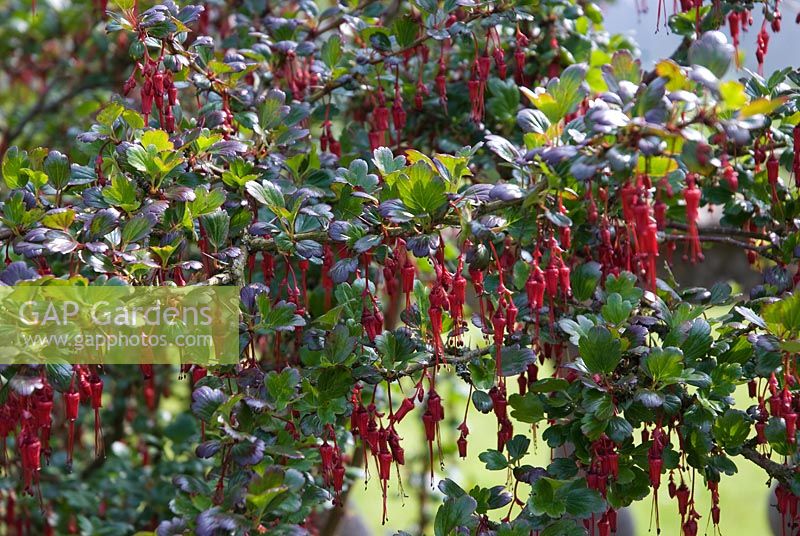 Ribes speciosum - Groseille à fleurs Fuchsia