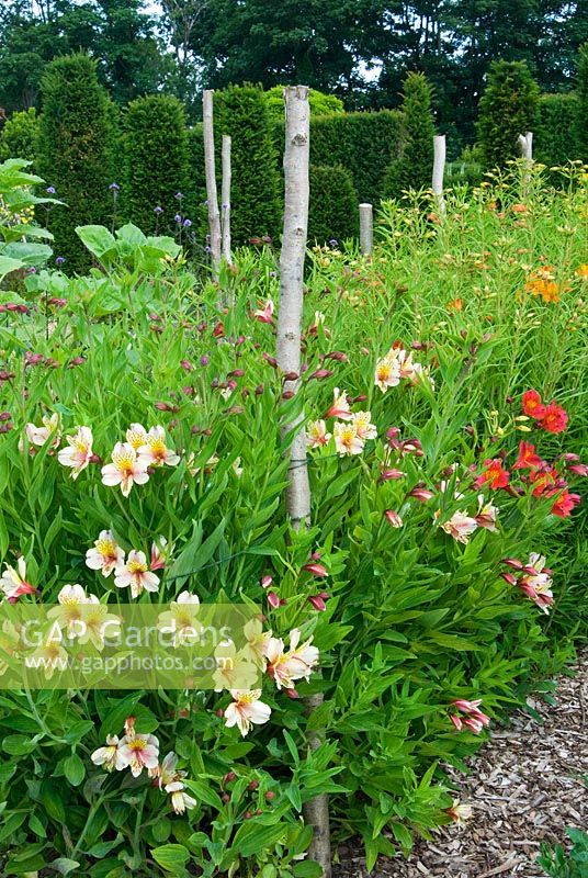 Rangées d'Alstroemeria soutenues par une ficelle attachée à des poteaux, cultivées pour des tiges de fleurs coupées - Loseley House