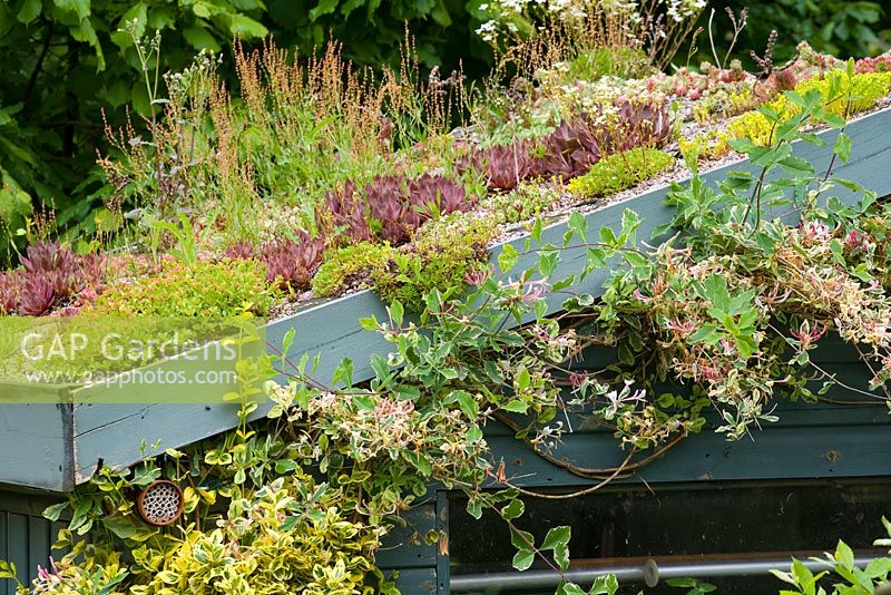 Toit «vert» vivant avec Lonicera poussant autour de l'avant-toit - Mill Dene Gardens, Blockley, Gloucestershire