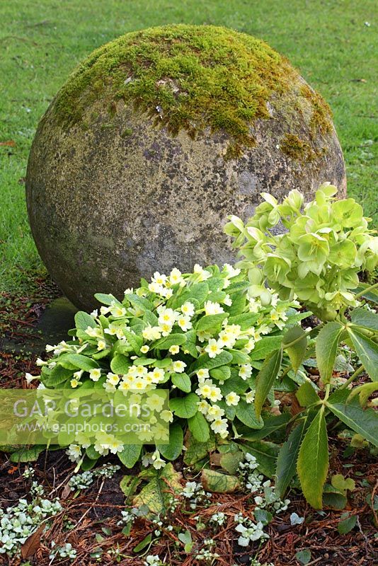 Boule de pierre architecturale recouverte de mousse, parterre de fleurs avec Helleborus corsicus et Primula