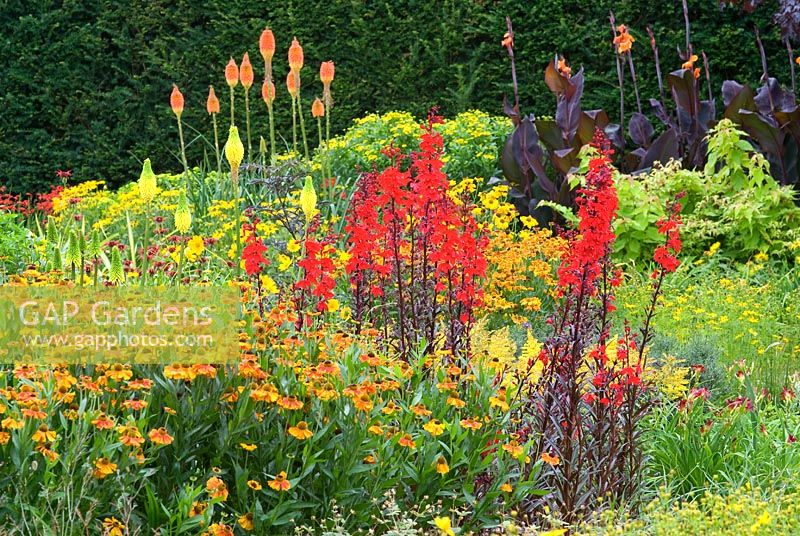 Canna 'Wyoming', Helenium 'Waltraut', Kniphofia uvaria 'Nobilis' et Lobelia cardinalis 'Bee's Flame' - The Square Garden, RHS Rosemoor, Devon