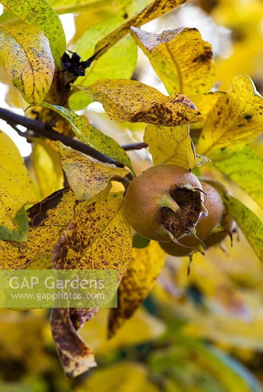 Mespilus germanica - Néflier fruit