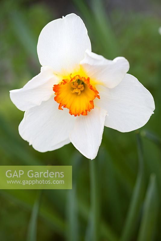 Narcisse 'Fleur Record'